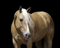 athletic-quarter-horse