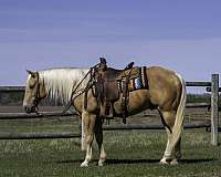 flashy-quarter-horse