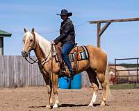 husband-safe-quarter-horse