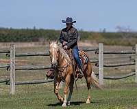 jumping-quarter-horse