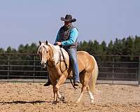 performance-quarter-horse