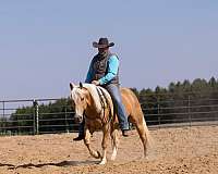 ranch-quarter-horse