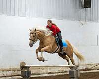 ranch-work-quarter-horse