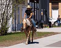 ridden-western-quarter-horse
