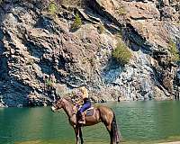 athletic-percheron-horse
