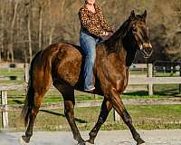 beginner-percheron-horse