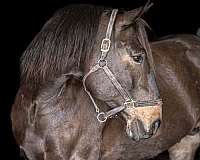 cross-percheron-horse