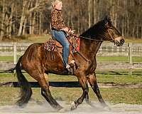 draft-percheron-horse