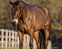 flashy-percheron-horse