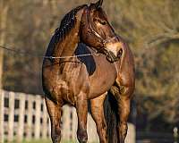 husband-safe-percheron-horse