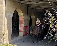 jumping-percheron-horse