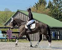 kid-safe-percheron-horse