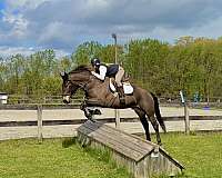 ranch-percheron-horse