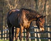 ranch-work-percheron-horse