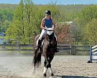 ridden-english-percheron-horse