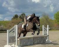 ridden-western-percheron-horse