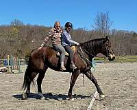 show-percheron-horse