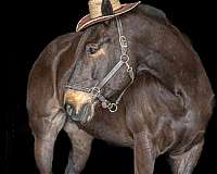 trail-percheron-horse