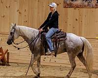 athletic-quarter-horse