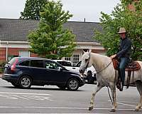 flashy-quarter-horse