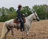 ranch-quarter-horse