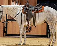 ranch-work-quarter-horse