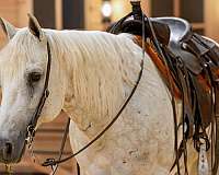 roping-quarter-horse