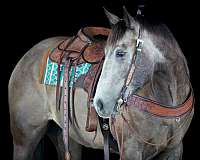 athletic-quarter-horse