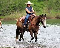husband-safe-quarter-horse