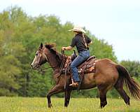 ranch-quarter-horse
