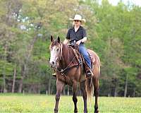 ranch-versatility-quarter-horse