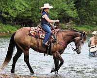 ranch-work-quarter-horse