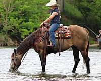 ridden-english-quarter-horse