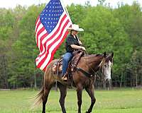 ridden-western-quarter-horse