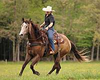 trail-quarter-horse