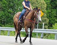 trail-riding-quarter-horse
