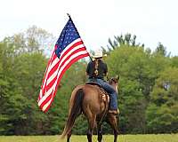 working-cattle-quarter-horse