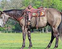 grey-quarter-horse-gelding