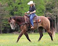 youth-quarter-horse