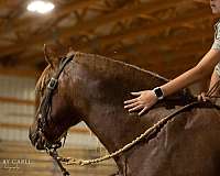 chocolate-quarter-pony-for-sale