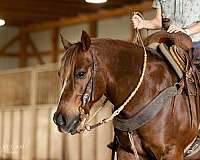 all-around-quarter-pony