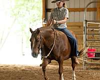athletic-quarter-pony