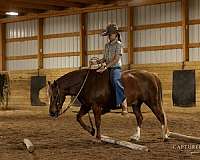 beginner-quarter-pony