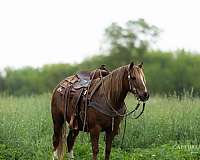 flashy-quarter-pony