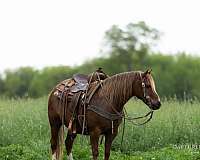 kid-safe-quarter-pony