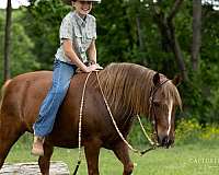 ranch-work-quarter-pony