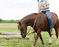 show-quarter-pony