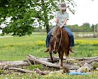 roping-quarter-pony