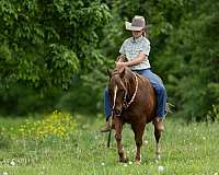 trail-quarter-pony