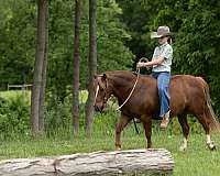 trail-riding-quarter-pony